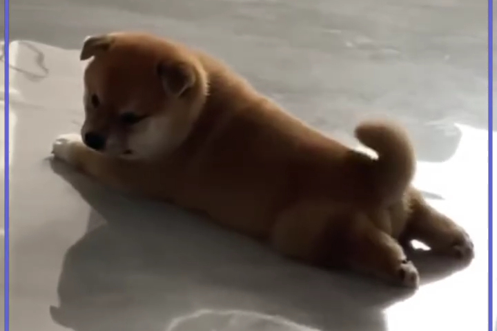 Những Bé Cún Shiba Dễ Thuơng